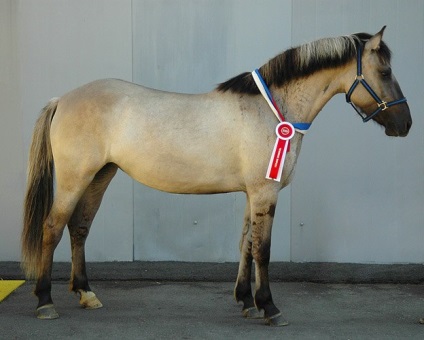 Rasă Vyatka - despre cai, călare