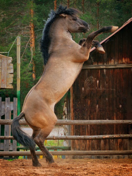 Breed Vyatka - lovak, lovászok,