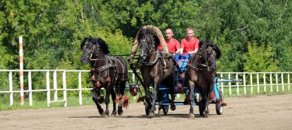 Rasă Vyatka - despre cai, călare