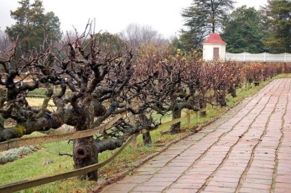 Zona de grădină uimitoare mai mică, recoltare