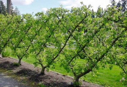 Zona de grădină uimitoare mai mică, recoltare