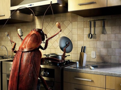 Răspunsuri simple la întrebarea cum să eliminați gândacii de la un apartament pentru totdeauna