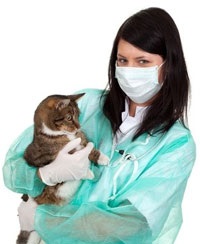 Efectuarea unui ecg al unei pisici la domiciliu la Moscova, pisici ecg ieftine la o clinică veterinară din Moscova,