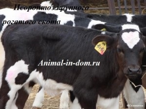 Psoroptoza bovinelor, tratamentul animalelor domestice