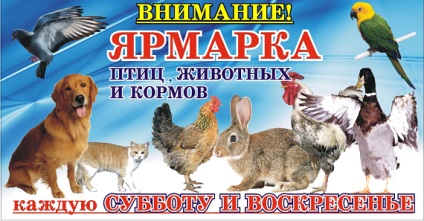 Bird Piac Krasnodar Cím, megközelítés, irányok