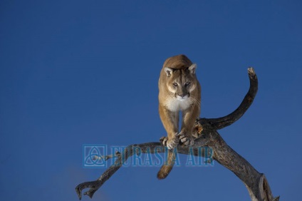 Puma sa născut în foc