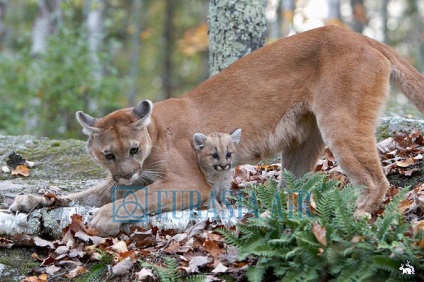 Puma sa născut în foc