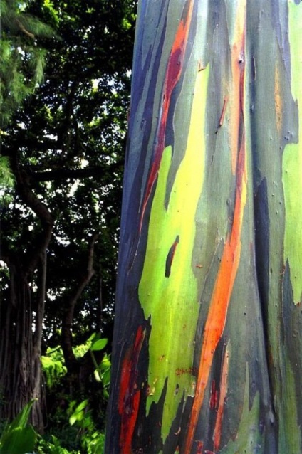 Rainbow Eucalyptus (26 fotografii)