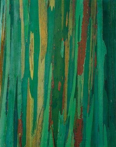 Rainbow Eucalyptus (26 fotografii)