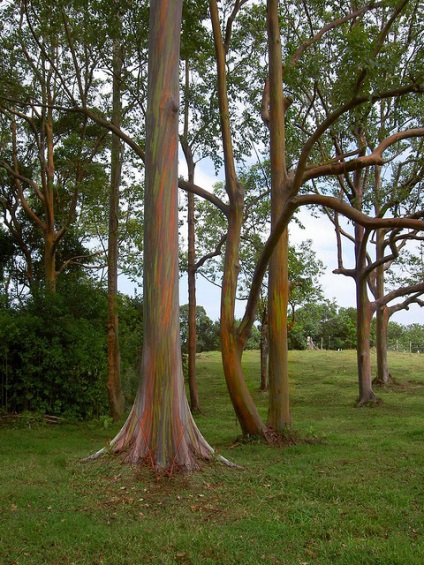 Rainbow Eucalyptus (26 fotografii)