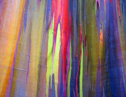 Rainbow Eucalyptus (26 fotografii)