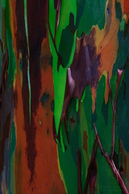 Rainbow Eucalyptus (26 fotografii)