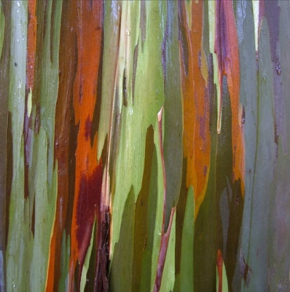 Rainbow Eucalyptus (26 fotografii)