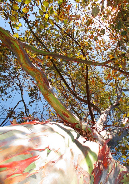 Rainbow Eucalyptus (26 fotografii)