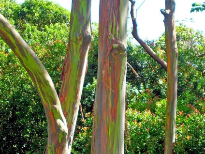 Rainbow Eucalyptus (26 fotografii)