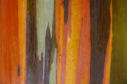 Rainbow Eucalyptus (26 fotografii)