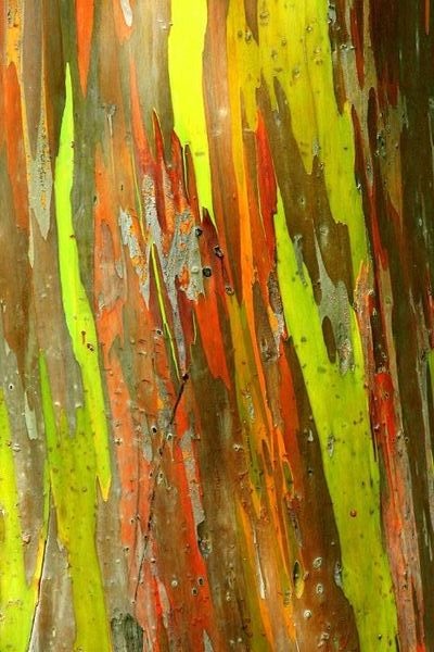 Rainbow Eucalyptus (26 fotografii)