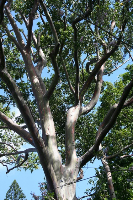 Rainbow Eucalyptus (26 fotografii)