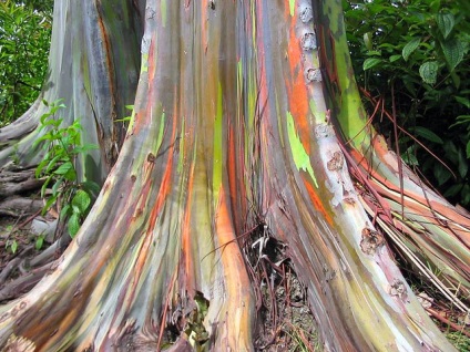 Rainbow Eucalyptus (26 fotografii)