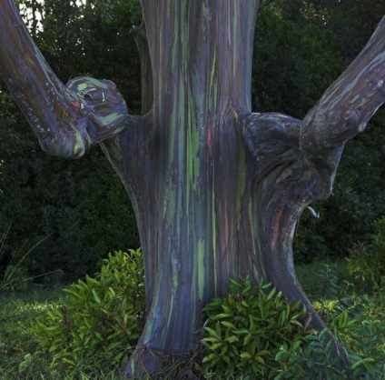 Rainbow Eucalyptus - un copac neobișnuit