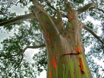 Rainbow Eucalyptus - un copac neobișnuit