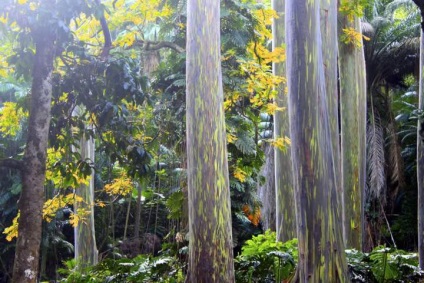 Rainbow Eucalyptus - un copac neobișnuit