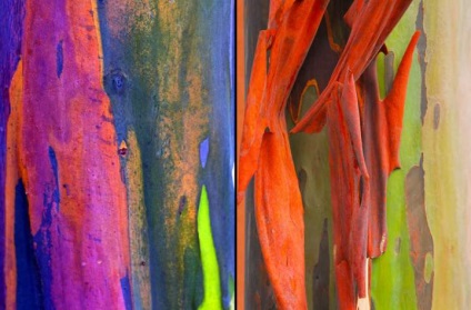 Rainbow Eucalyptus - un copac neobișnuit