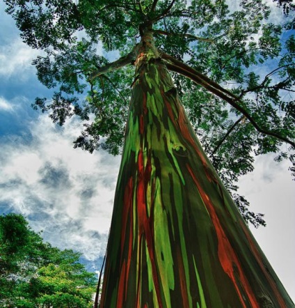 Rainbow Eucalyptus - un copac neobișnuit