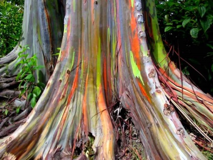 Rainbow Eucalyptus - un copac neobișnuit