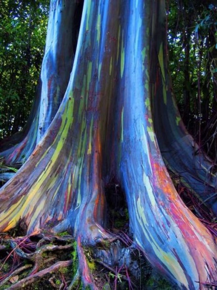 Rainbow Eucalyptus - un copac neobișnuit