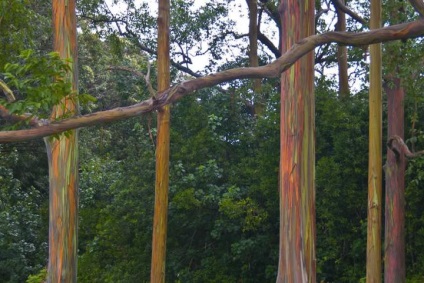 Rainbow Eucalyptus - un copac neobișnuit