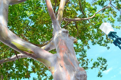 Rainbow eucalyptus - unul dintre cei mai neobișnuiți copaci de pe planetă