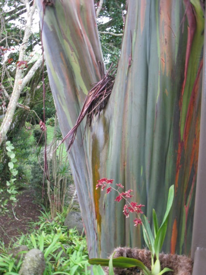 Rainbow eucalyptus - unul dintre cei mai neobișnuiți copaci de pe planetă