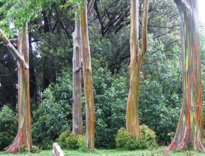 Rainbow eucalyptus - unul dintre cei mai neobișnuiți copaci de pe planetă