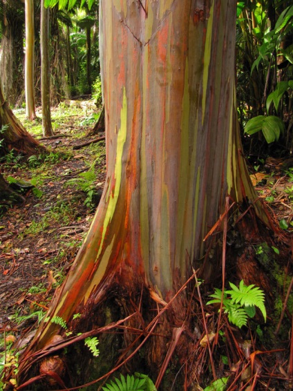 Rainbow eucalyptus - unul dintre cei mai neobișnuiți copaci de pe planetă