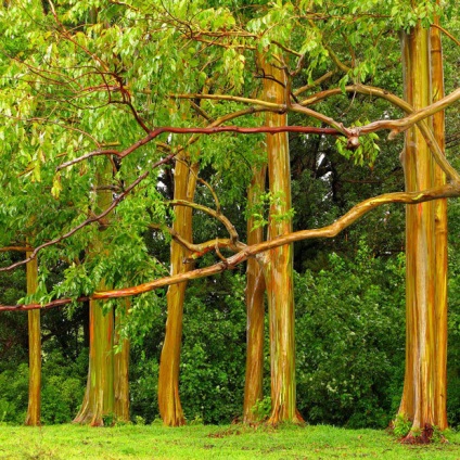 Rainbow eucalyptus - unul dintre cei mai neobișnuiți copaci de pe planetă