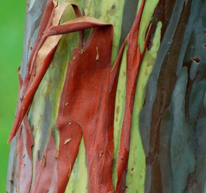 Rainbow eucalyptus - unul dintre cei mai neobișnuiți copaci de pe planetă