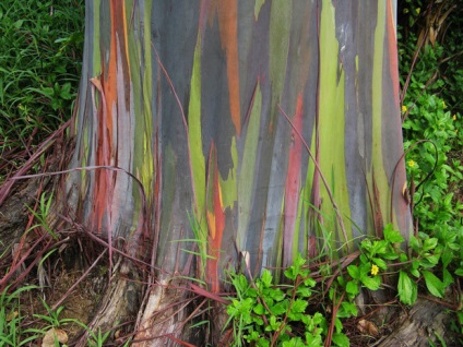 Rainbow eucalyptus - unul dintre cei mai neobișnuiți copaci de pe planetă