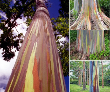 Rainbow eucalyptus - unul dintre cei mai neobișnuiți copaci de pe planetă