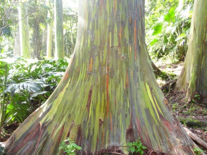 Rainbow eucalyptus - unul dintre cei mai neobișnuiți copaci de pe planetă