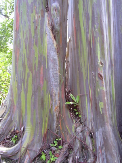 Rainbow eucalyptus - unul dintre cei mai neobișnuiți copaci de pe planetă