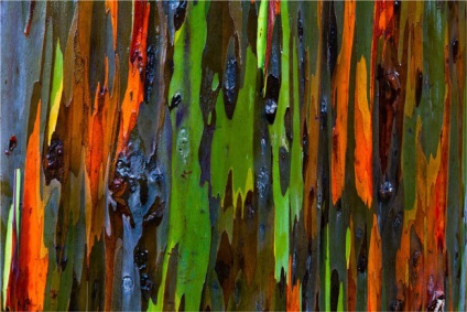 Rainbow eucalyptus - unul dintre cei mai neobișnuiți copaci de pe planetă