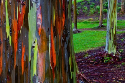 Rainbow eucalyptus - unul dintre cei mai neobișnuiți copaci de pe planetă