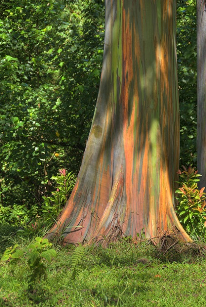 Rainbow Eucalyptus, legszínesebb fa a földön - a tisztességes iparos - kézzel készített, kézzel készített