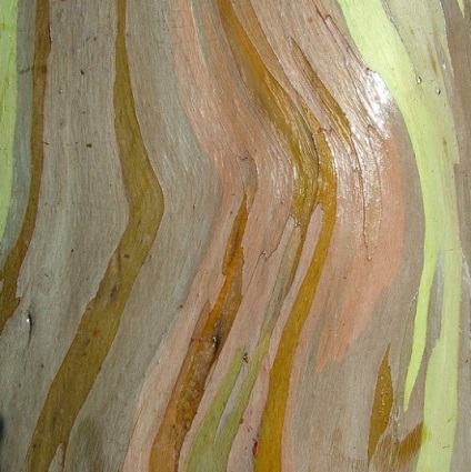 Rainbow Eucalyptus, legszínesebb fa a földön - a tisztességes iparos - kézzel készített, kézzel készített