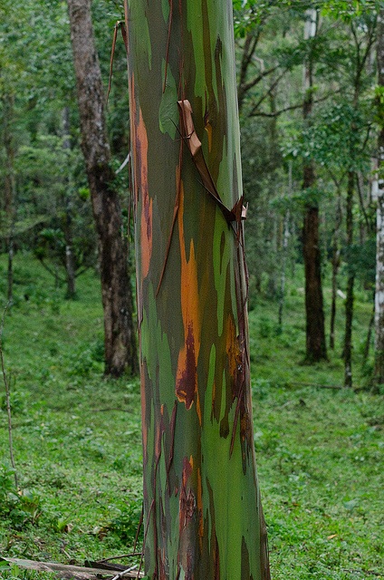 Eucaliptul curcubeu este cel mai colorat copac de pe pământ - târgul meșteșugarilor - manual, manual