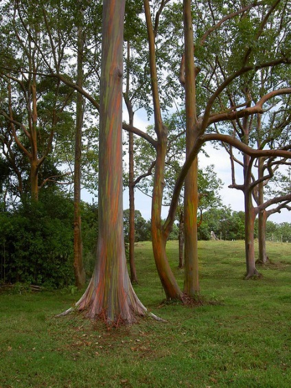 Eucaliptul curcubeu este cel mai colorat copac de pe pământ - târgul meșteșugarilor - manual, manual