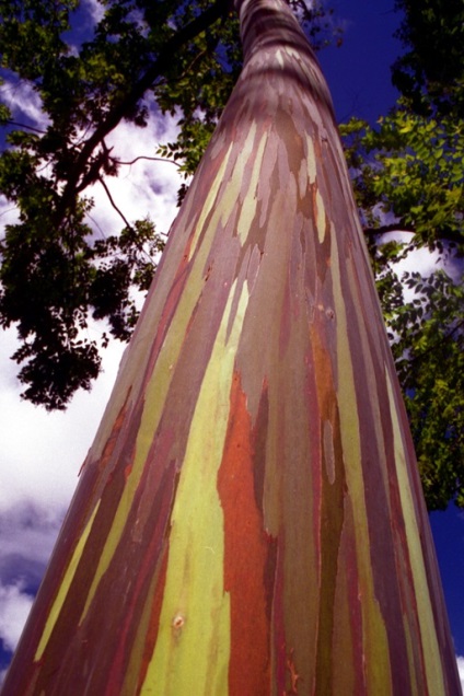 Rainbow eucalypt este cel mai strălucitor copac de pe planetă