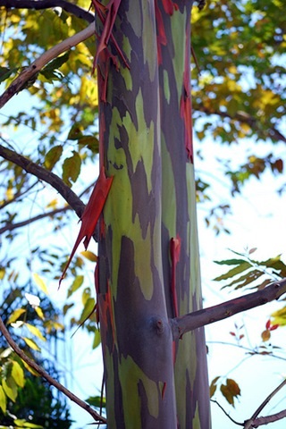 Rainbow eucalypt este cel mai strălucitor copac de pe planetă