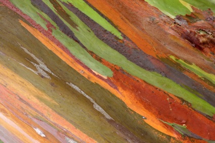 Rainbow eucalypt este cel mai strălucitor copac de pe planetă